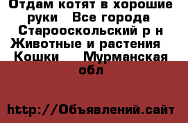 Отдам котят в хорошие руки - Все города, Старооскольский р-н Животные и растения » Кошки   . Мурманская обл.